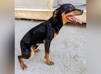 Cooper - kleiner Herzenshund mit großer Lebensfreude sucht sein Für-immer-Zuhause