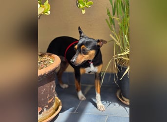 Chica - kleine katzenverträgliche Pinscher-Mix-Hündin mit wachem Blick sucht ihr Herzenszuhause