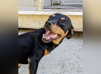 Cooper ,kleiner Herzenshund mit großer Lebensfreude sucht sein Für-immer-Zuhause