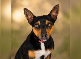 Chica - kleine katzenverträgliche Pinscher-Mix-Hündin mit wachem Blick sucht ihr Herzenszuhause