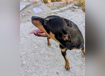 Cooper - kleiner Herzenshund mit großer Lebensfreude sucht sein Für-immer-Zuhause