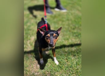 Chica - kleine katzenverträgliche Pinscher-Mix-Hündin mit wachem Blick sucht ihr Herzenszuhause