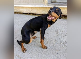 Cooper - kleiner Herzenshund mit großer Lebensfreude sucht sein Für-immer-Zuhause