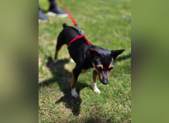 Chica - kleine katzenverträgliche Pinscher-Mix-Hündin mit wachem Blick sucht ihr Herzenszuhause