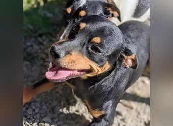 Cooper - kleiner Herzenshund mit großer Lebensfreude sucht sein Für-immer-Zuhause