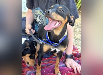 Cooper ,kleiner Herzenshund mit großer Lebensfreude sucht sein Für-immer-Zuhause