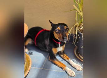 Chica - kleine katzenverträgliche Pinscher-Mix-Hündin mit wachem Blick sucht ihr Herzenszuhause