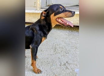 Cooper - kleiner Herzenshund mit großer Lebensfreude sucht sein Für-immer-Zuhause