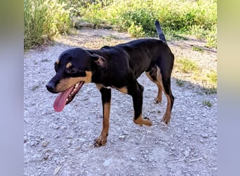 Cooper - kleiner Herzenshund mit großer Lebensfreude sucht sein Für-immer-Zuhause