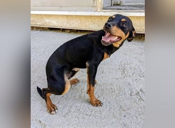 Cooper ,kleiner Herzenshund mit großer Lebensfreude sucht sein Für-immer-Zuhause