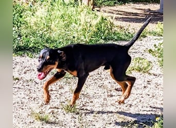 Cooper - kleiner Herzenshund mit großer Lebensfreude sucht sein Für-immer-Zuhause