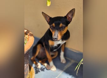 Chica - kleine katzenverträgliche Pinscher-Mix-Hündin mit wachem Blick sucht ihr Herzenszuhause