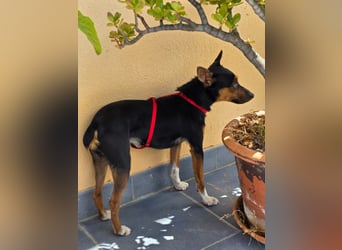 Chica - kleine katzenverträgliche Pinscher-Mix-Hündin mit wachem Blick sucht ihr Herzenszuhause