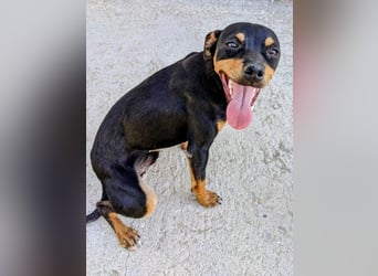 Cooper ,kleiner Herzenshund mit großer Lebensfreude sucht sein Für-immer-Zuhause
