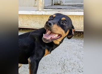 Cooper - kleiner Herzenshund mit großer Lebensfreude sucht sein Für-immer-Zuhause