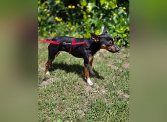 Chica - kleine katzenverträgliche Pinscher-Mix-Hündin mit wachem Blick sucht ihr Herzenszuhause
