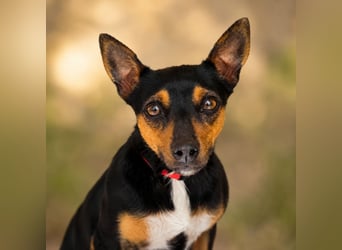 Chica - kleine katzenverträgliche Pinscher-Mix-Hündin mit wachem Blick sucht ihr Herzenszuhause