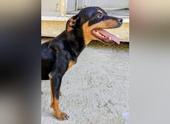 Cooper - kleiner Herzenshund mit großer Lebensfreude sucht sein Für-immer-Zuhause