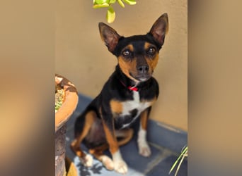 Chica - kleine katzenverträgliche Pinscher-Mix-Hündin mit wachem Blick sucht ihr Herzenszuhause