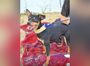Cooper ,kleiner Herzenshund mit großer Lebensfreude sucht sein Für-immer-Zuhause