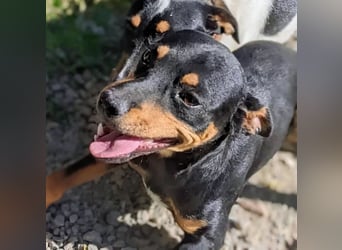 Cooper ,kleiner Herzenshund mit großer Lebensfreude sucht sein Für-immer-Zuhause