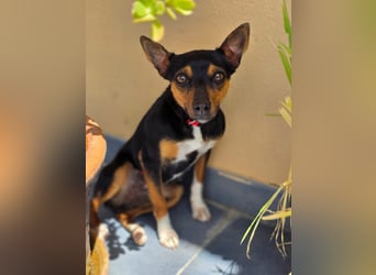 Chica - kleine katzenverträgliche Pinscher-Mix-Hündin mit wachem Blick sucht ihr Herzenszuhause