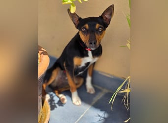 Chica - kleine katzenverträgliche Pinscher-Mix-Hündin mit wachem Blick sucht ihr Herzenszuhause