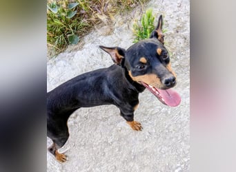 Cooper - kleiner Herzenshund mit großer Lebensfreude sucht sein Für-immer-Zuhause