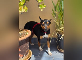 Chica - kleine katzenverträgliche Pinscher-Mix-Hündin mit wachem Blick sucht ihr Herzenszuhause