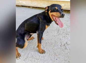 Cooper ,kleiner Herzenshund mit großer Lebensfreude sucht sein Für-immer-Zuhause