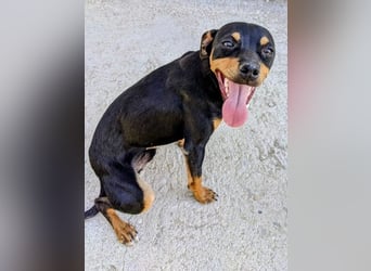 Cooper - kleiner Herzenshund mit großer Lebensfreude sucht sein Für-immer-Zuhause