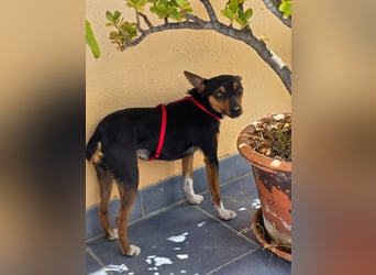 Chica - kleine katzenverträgliche Pinscher-Mix-Hündin mit wachem Blick sucht ihr Herzenszuhause