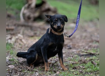 Albert – quirliger Wirbelwind sucht sportliches Zuhause!