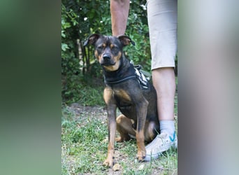 Fido SI – Ein aktiver Hund auf der Suche nach einem erfahrenen Zuhause