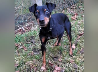 Luck geb. 07/2021 (in Deutschland) - menschenbezogener, kleiner Pinscher-Mix!
