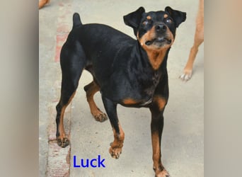 Luck geb. 07/2021 (in Deutschland) - menschenbezogener, kleiner Pinscher-Mix!