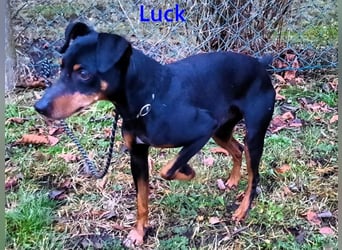 Luck geb. 07/2021 (in Deutschland) - menschenbezogener, kleiner Pinscher-Mix!