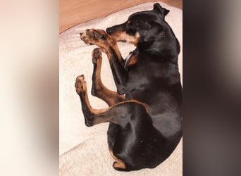 Luck geb. 07/2021 (in Deutschland) - menschenbezogener, kleiner Pinscher-Mix!