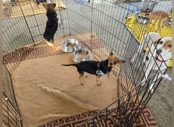 Roger: kleiner Mann in Not