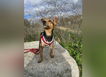 Roger: kleiner Mann in Not