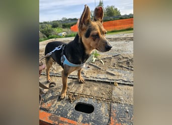 Roger: kleiner Mann in Not