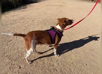 Rosina: ist das Tierheim Endstation?