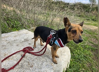 Roger: kleiner Mann in Not