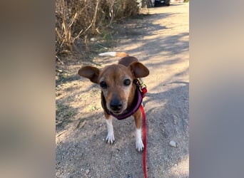 Rosina: ist das Tierheim Endstation?