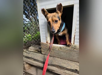 Roger: kleiner Mann in Not