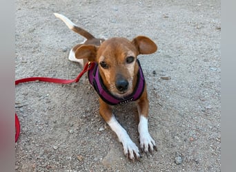 Rosina: ist das Tierheim Endstation?