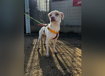 Spike - einfach Zucker
