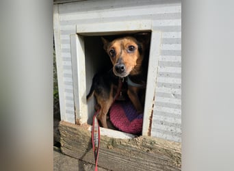 Roger: kleiner Mann in Not