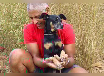 UNKOMPLIZIERTE ESTRELA ❤️ SUCHT EIN KÖRBCHEN IN DEUTSCHLAND