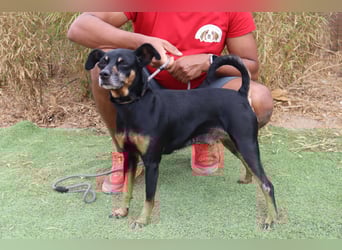 UNKOMPLIZIERTE ESTRELA ❤️ SUCHT EIN KÖRBCHEN IN DEUTSCHLAND